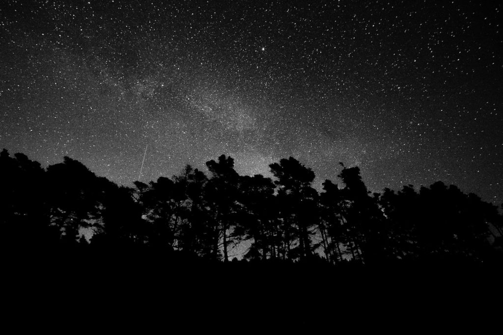 silhouette of forest during nighttime